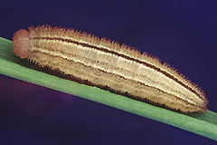 E. medusa